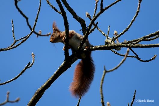 Eichhörnchen gedicht